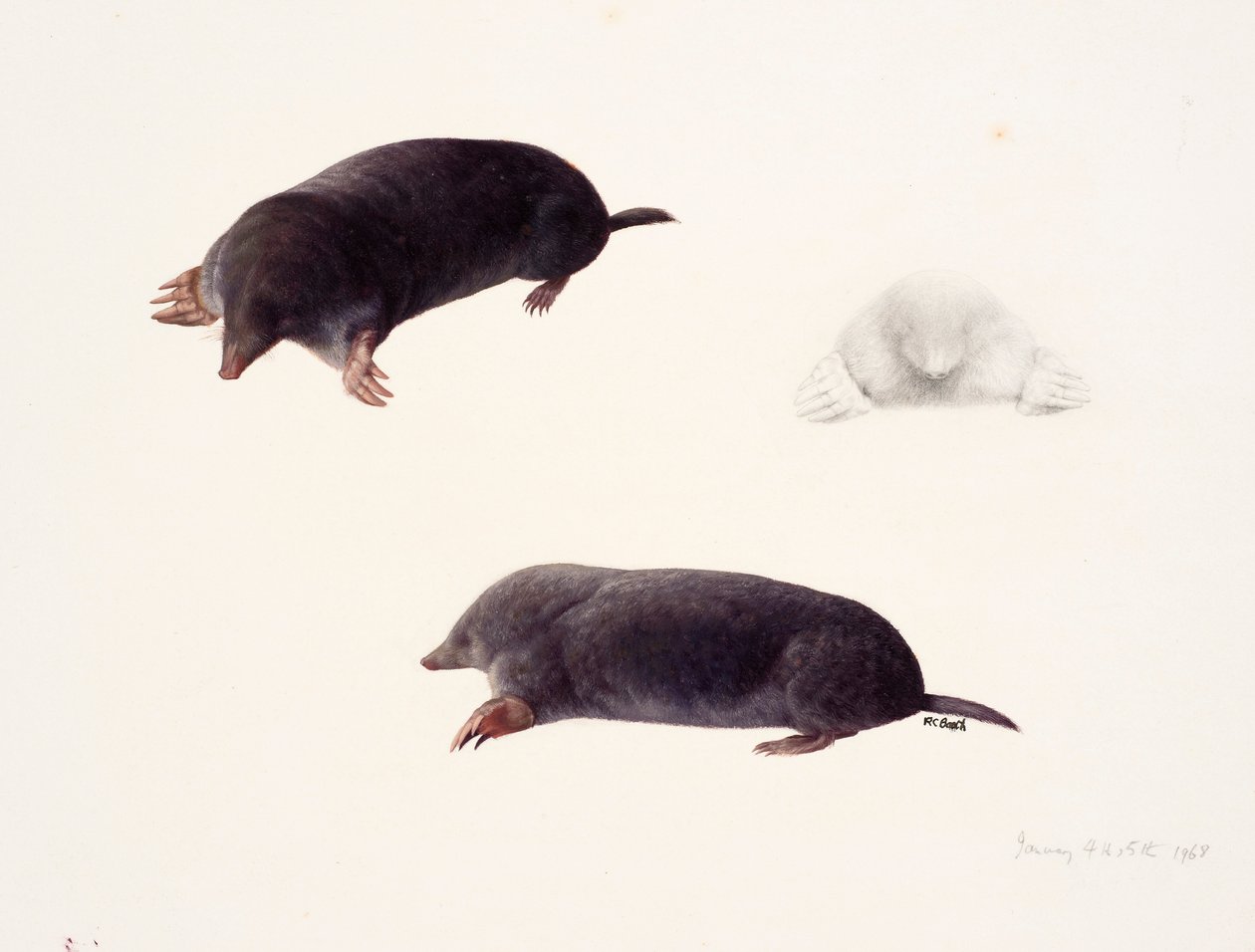 Drie studies van een mol door Raymond Booth