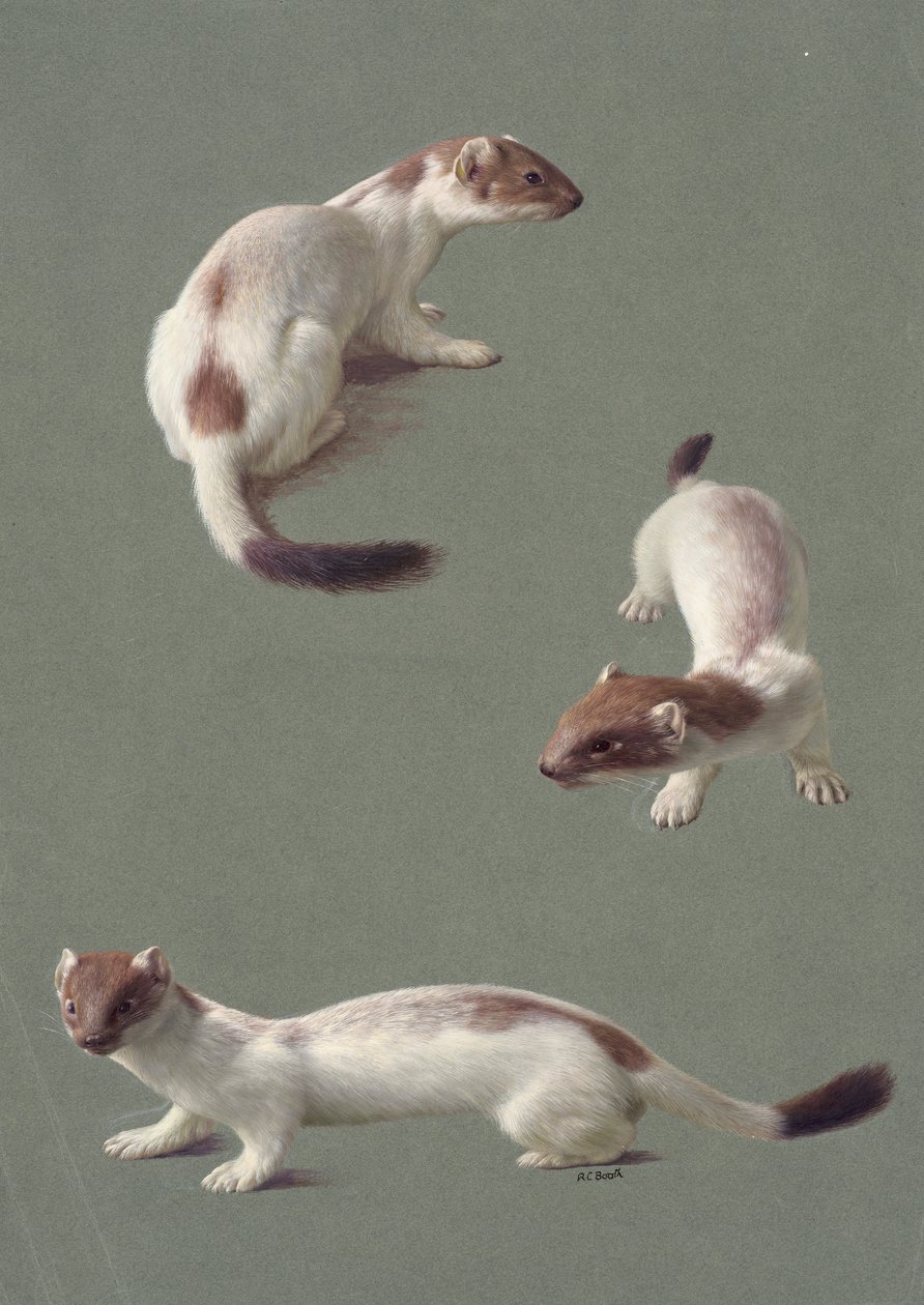 Drie studies van een hermelijn in de winter (olieverf op papier) door Raymond Booth