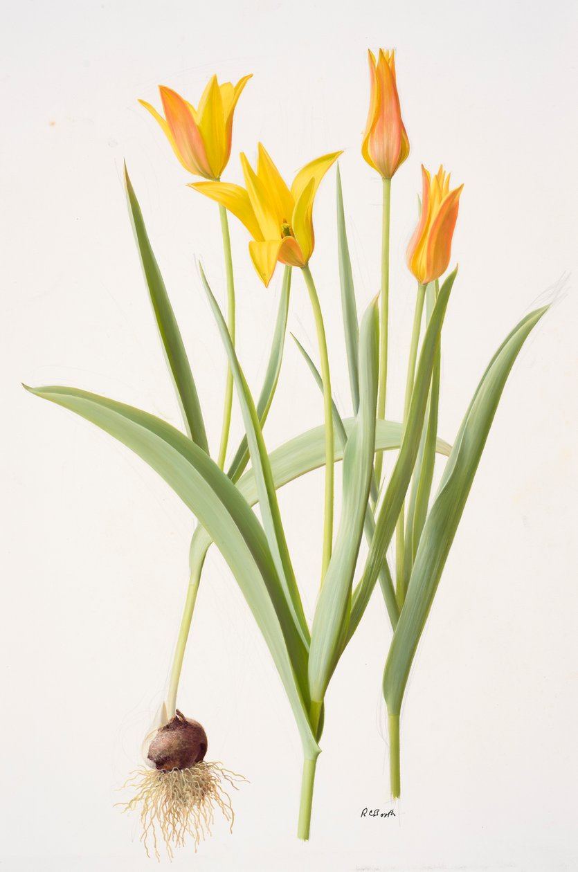 Tulipa ferganica (olieverf op papier) door Raymond Booth