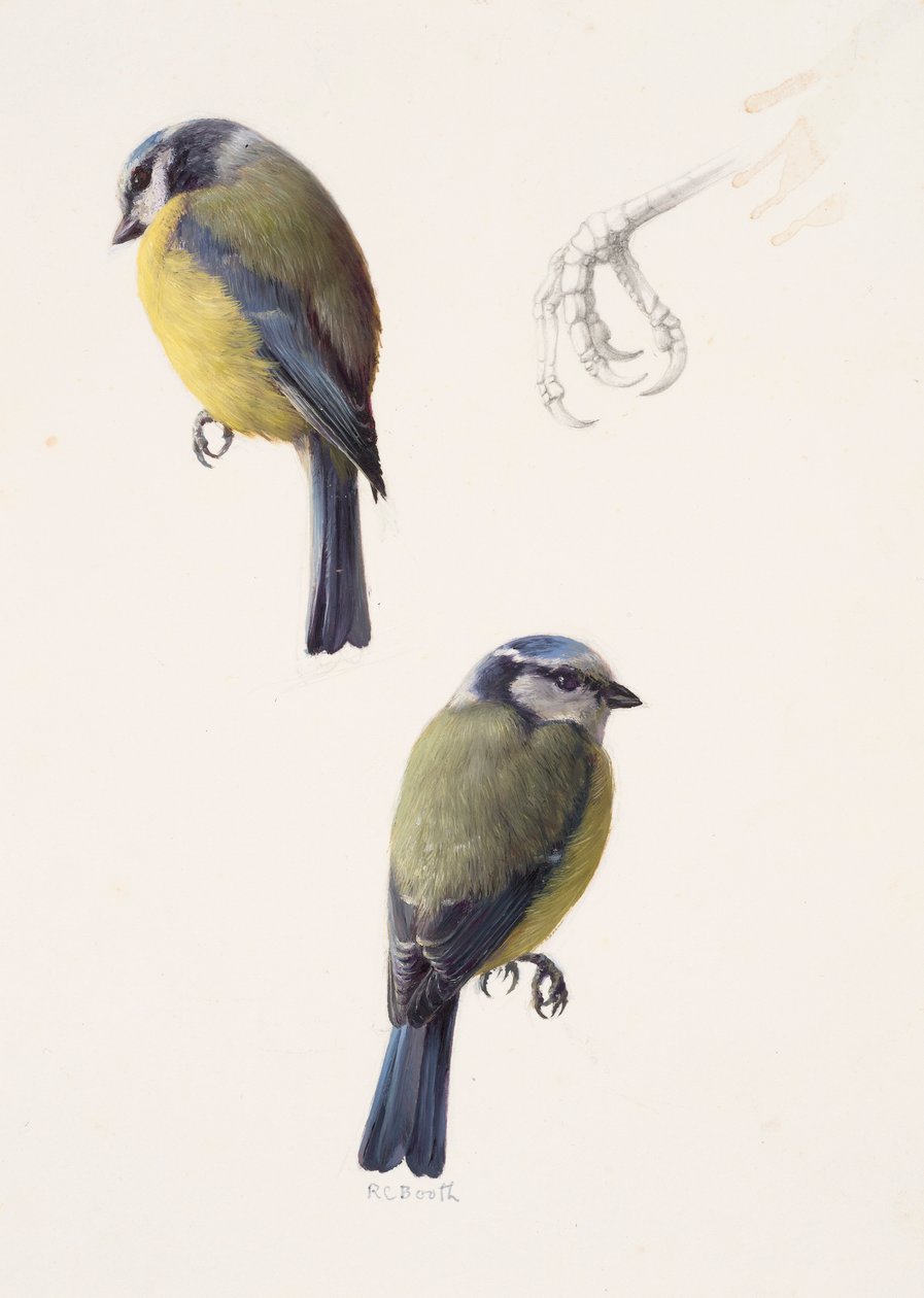 Twee studies van een pimpelmees (olieverf op papier) door Raymond Booth