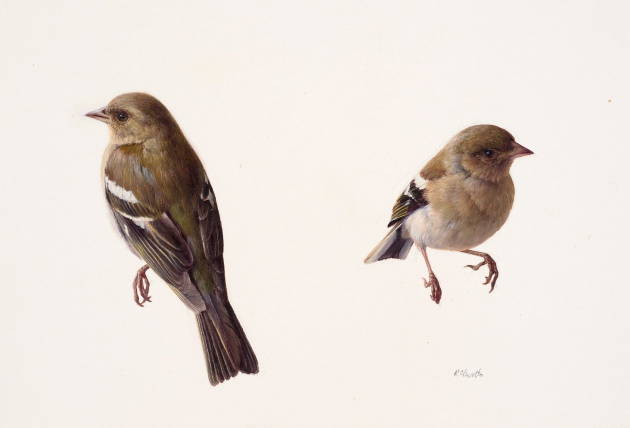 Twee studies van een vrouwtjesvink (olieverf op papier) door Raymond Booth