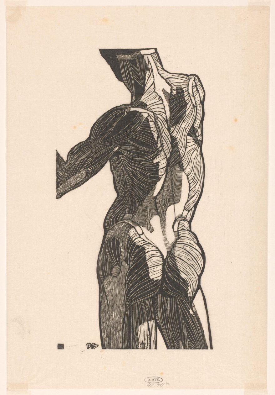Anatomische studie van de rug- en bilspieren van een man door Reijer Stolk