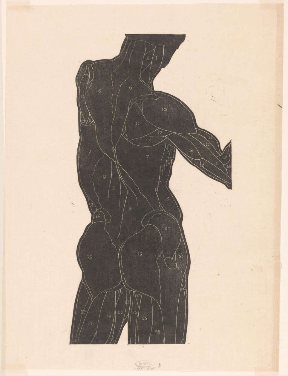 Anatomische studie van de rug- en bilspieren van een man in silhouet door Reijer Stolk