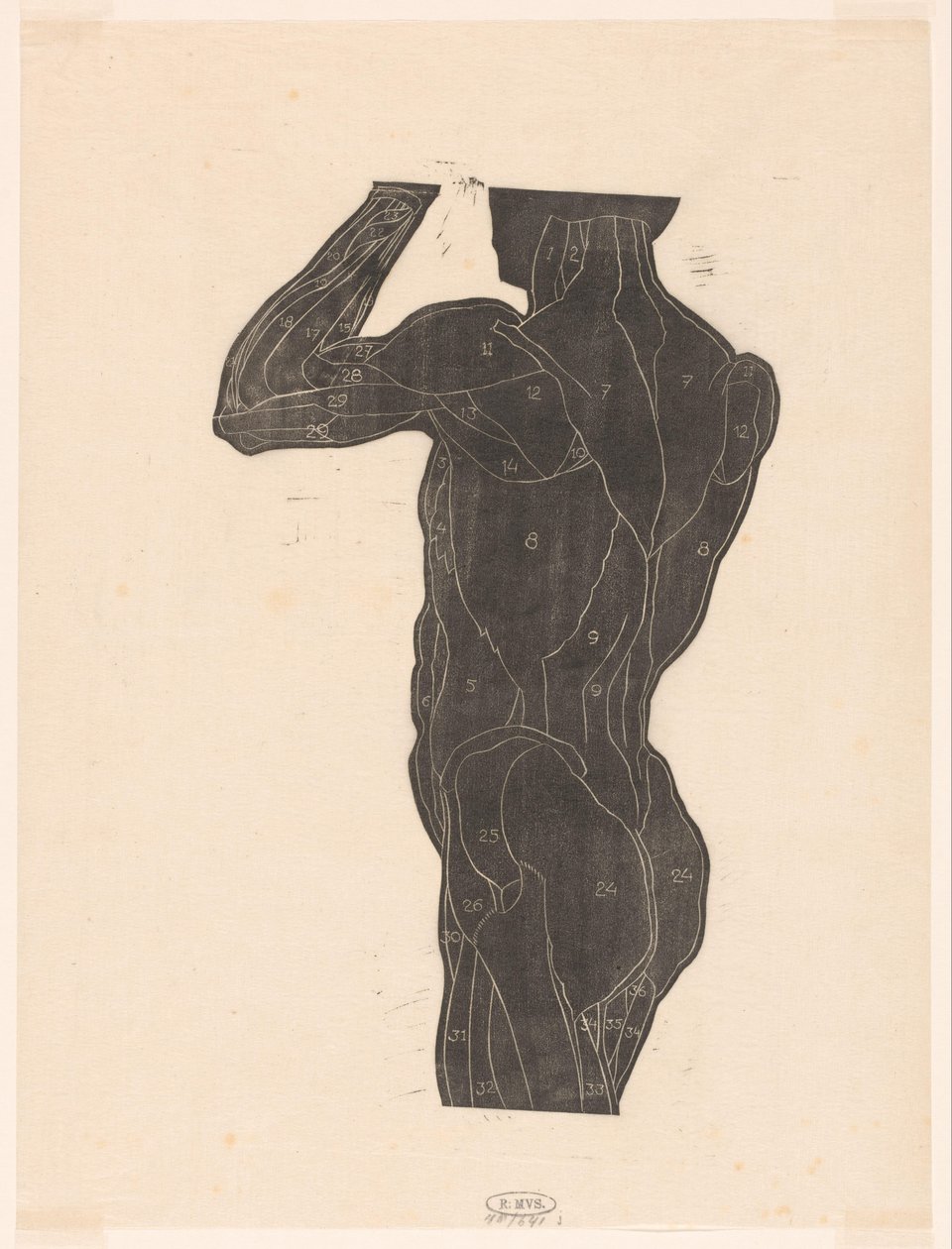 Anatomische studie van de rug- en bilspieren van een man in silhouet door Reijer Stolk