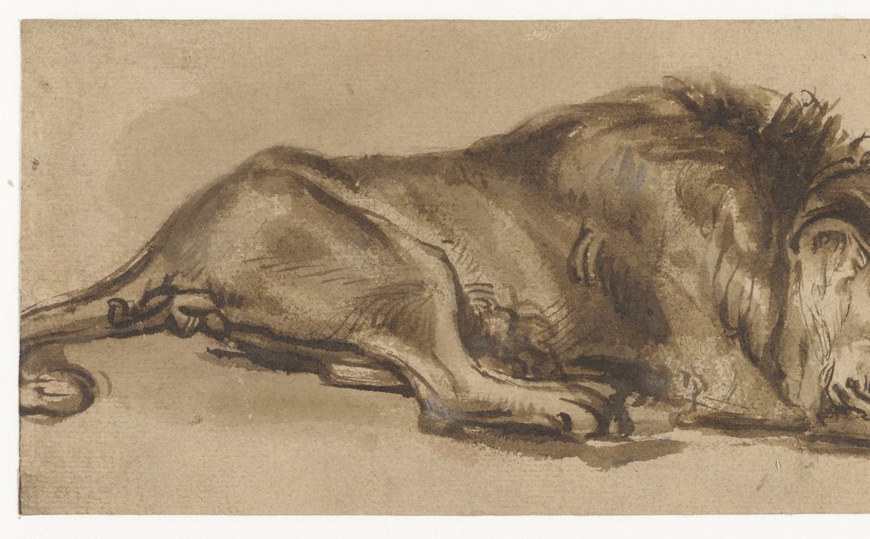 Studie van een slapende leeuw door Rembrandt van Rijn (copy after)