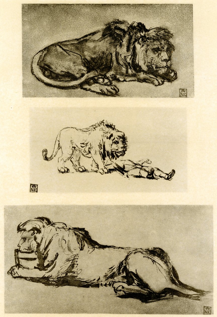 Drie leeuwenstudies door Rembrandt van Rijn