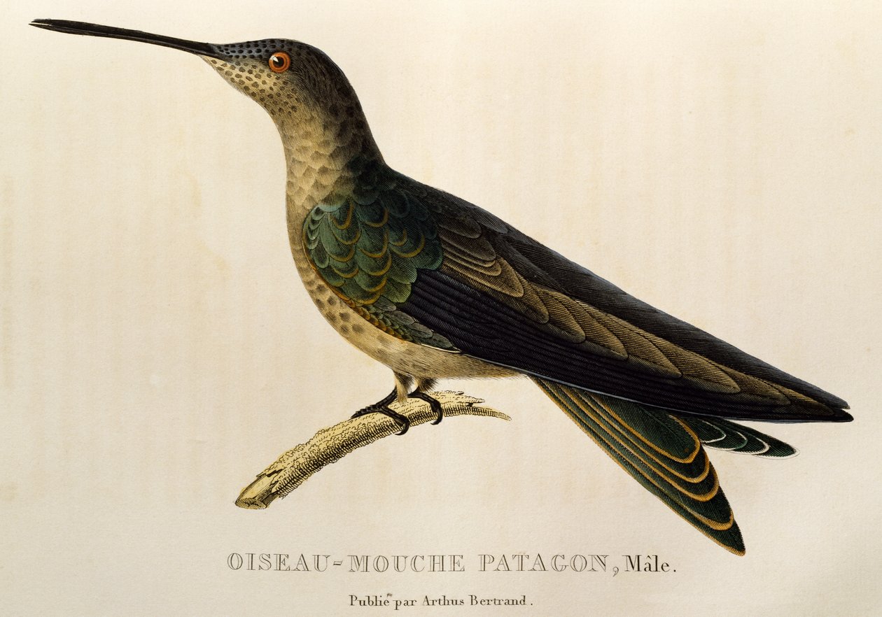 Reuzenkolibrie (Patagona gigas), gravure uit Les trochilidees ou les colibris et les oiseaux-mouches door René Primevère Lesson