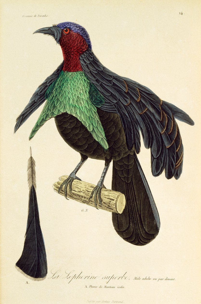Volwassen mannelijke Prachtparadijsvogel, gravure uit Histoire naturelle des oiseaux de paradis et des epimagues door René Primevère Lesson