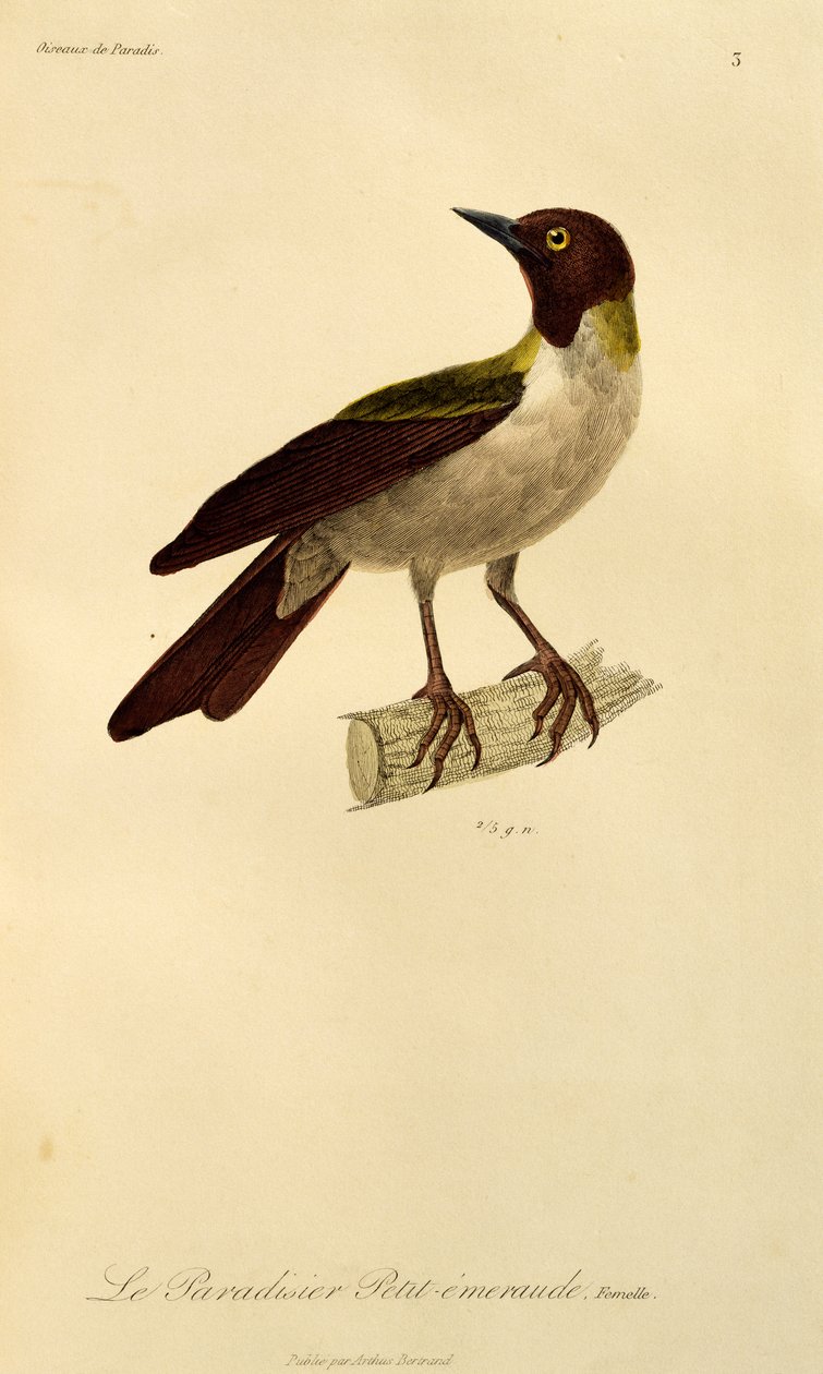 Vrouwtje van Kleine Paradijsvogel (Paradisaea minor), gravure uit Histoire naturelle des oiseaux de paradis et des epimagues door René Primevère Lesson