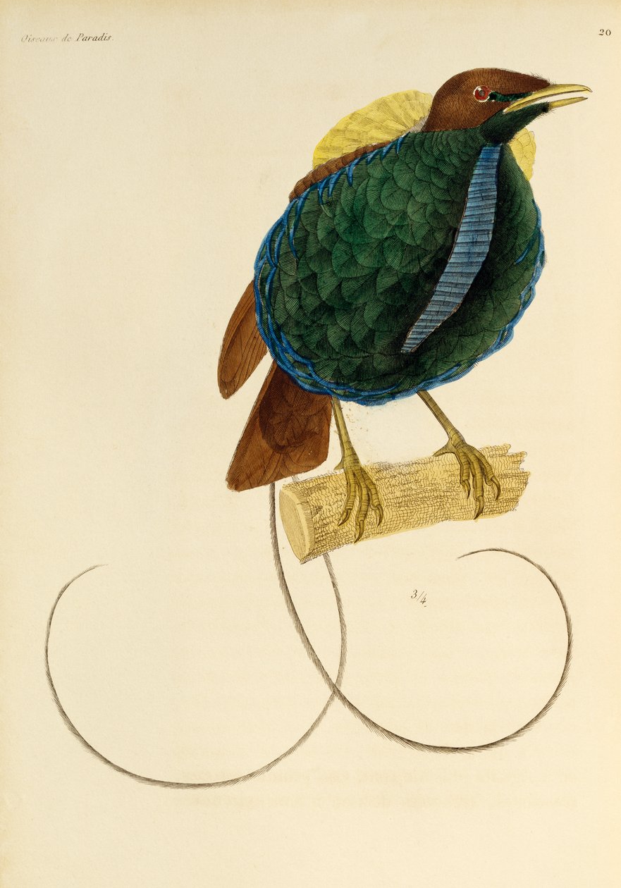 Mannelijke Magnifieke Paradijsvogel (Cicinnurus magnificus), gravure uit Histoire naturelle des oiseaux de paradis et des epimagues door René Primevère Lesson
