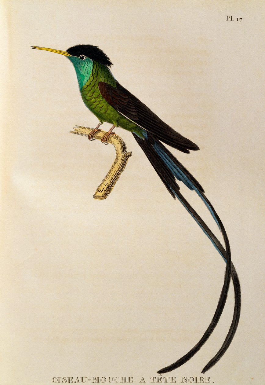 Roodbekstroomstaart (Trochilus polytmus), gravure uit Les trochilidees ou les colibris et les oiseaux-mouches door René Primevère Lesson