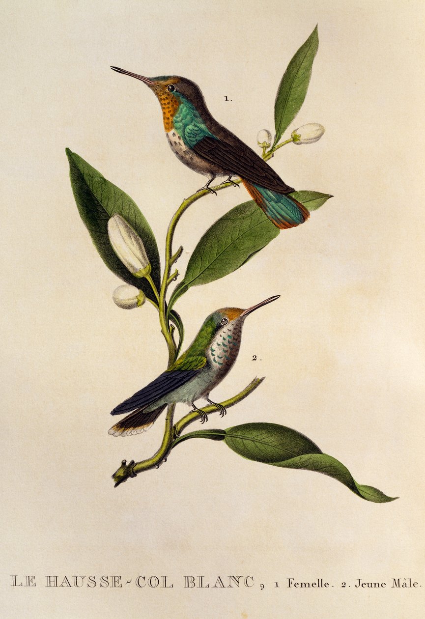 Robijn-topaas kolibrie vrouwelijk en jonge man (Chrysolampis mosquitus), gravure uit Les trochilidees ou les colibris et les oiseaux-mouches door René Primevère Lesson