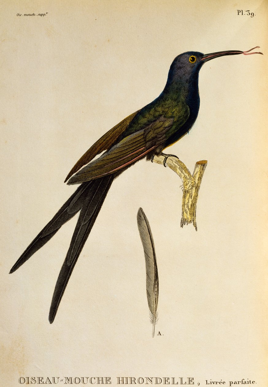 Zwaluwstaartkolibrie (Eupetomena macroura), gravure uit Les trochilidees ou les colibris et les oiseaux-mouches door René Primevère Lesson