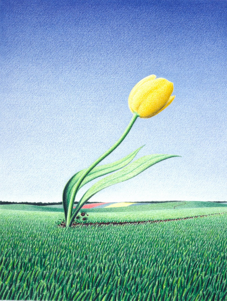 Snelle Tulp door Rene Boin