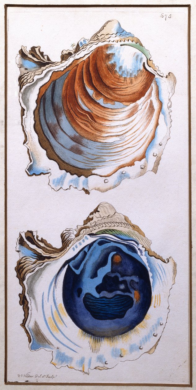 Oesterschelp, uitgegeven door Shaw, ca. 1790-1820 door Richard Polydore Nodder