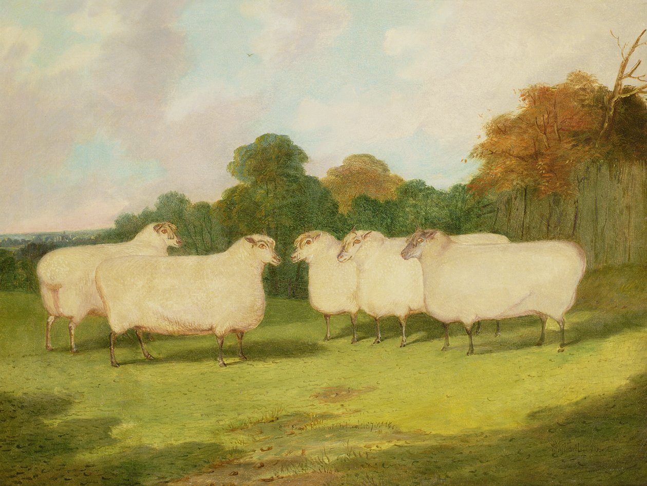 Studie van schapen in een landschap door Richard Whitford