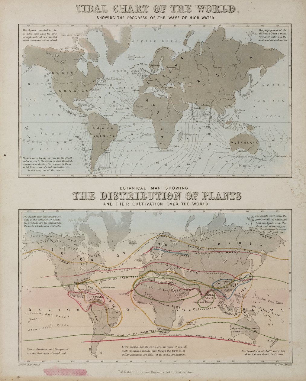 Een getijdenkaart en een kaart van de verspreiding van planten over de wereld, ca. 1850 door John Pardon