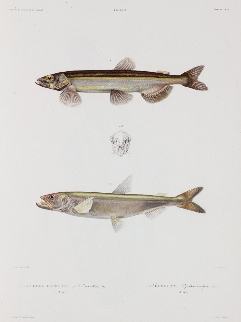 Capelin en spiering, IJsland, begin 19e eeuw door John Pardon