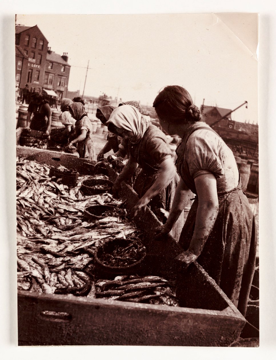 Vissen, vissersvrouwen sorteren vis, Whitby Harbour, North Yorkshire, ca. 1905 door John Pardon