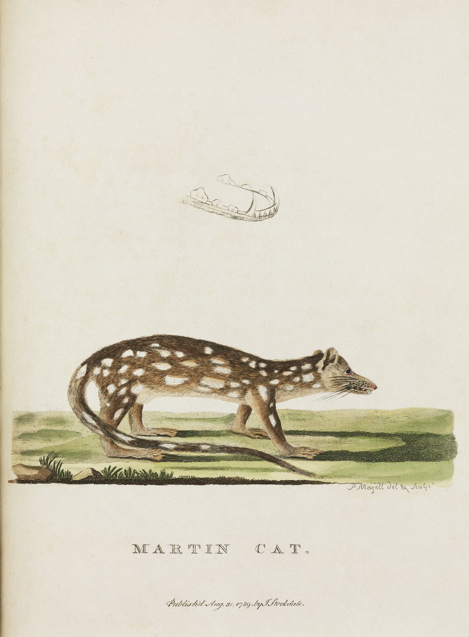 Martin Kat, Australië, ca. 1788 door John Pardon