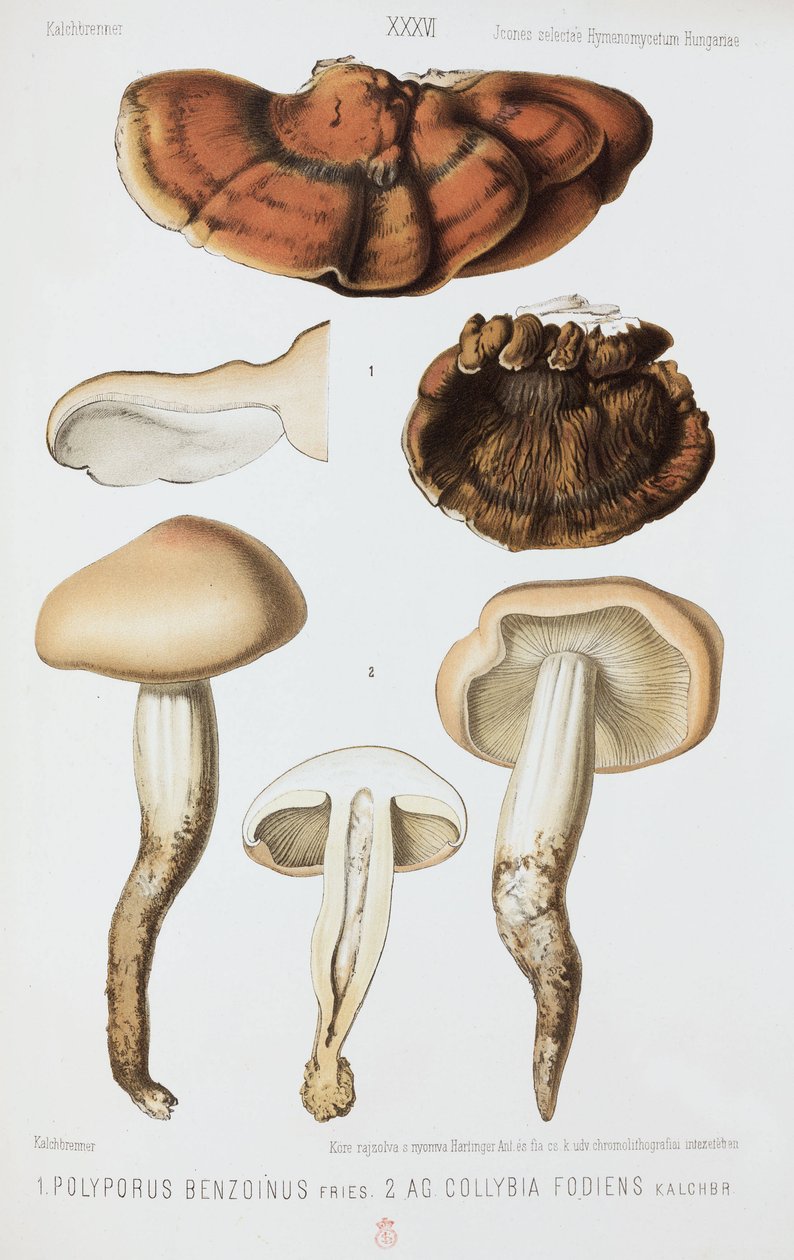 Twee soorten paddenstoelen, ca. 1874 door John Pardon