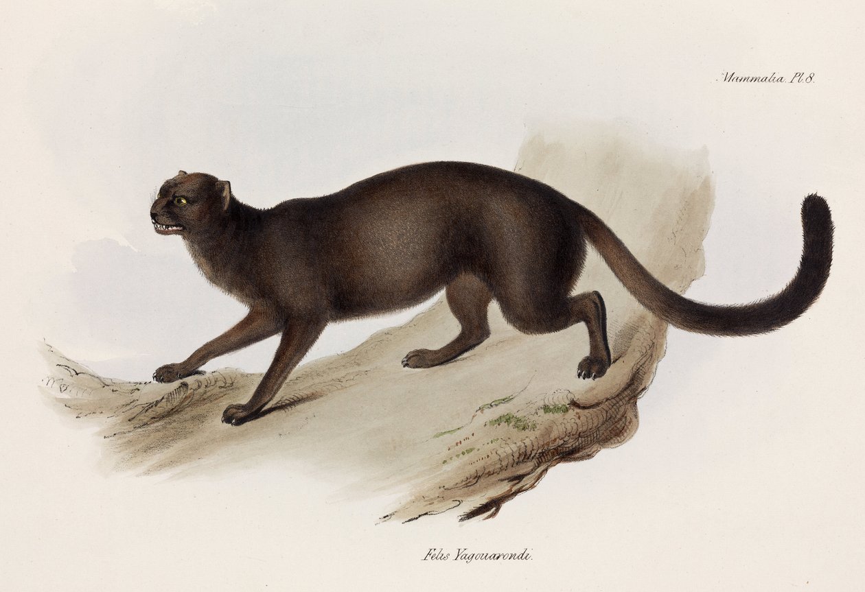 Wezel of otterkat, Zuid-Amerika, ca. 1832-1836