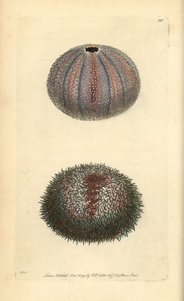Eetbare zee-egel, Echinus esculentus, uit George Shaw en Frederick Nodder