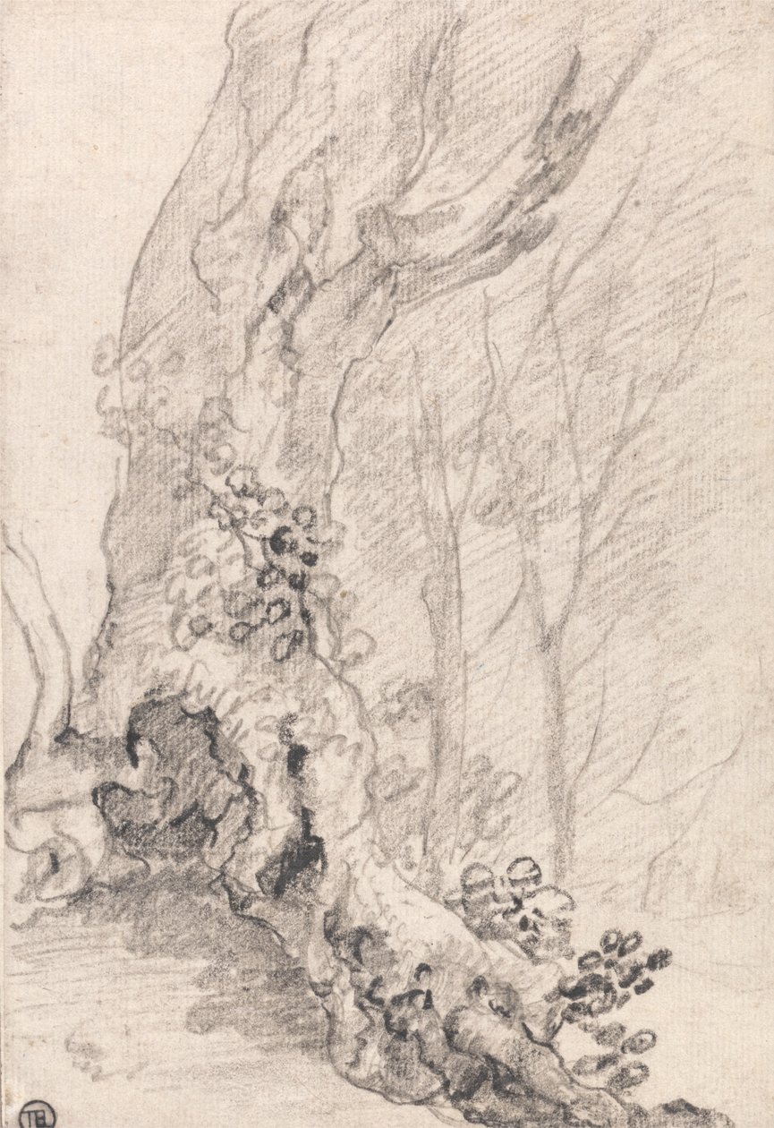 Studie van een oude boom: stam en met klimplanten bedekte wortels door Richard Wilson