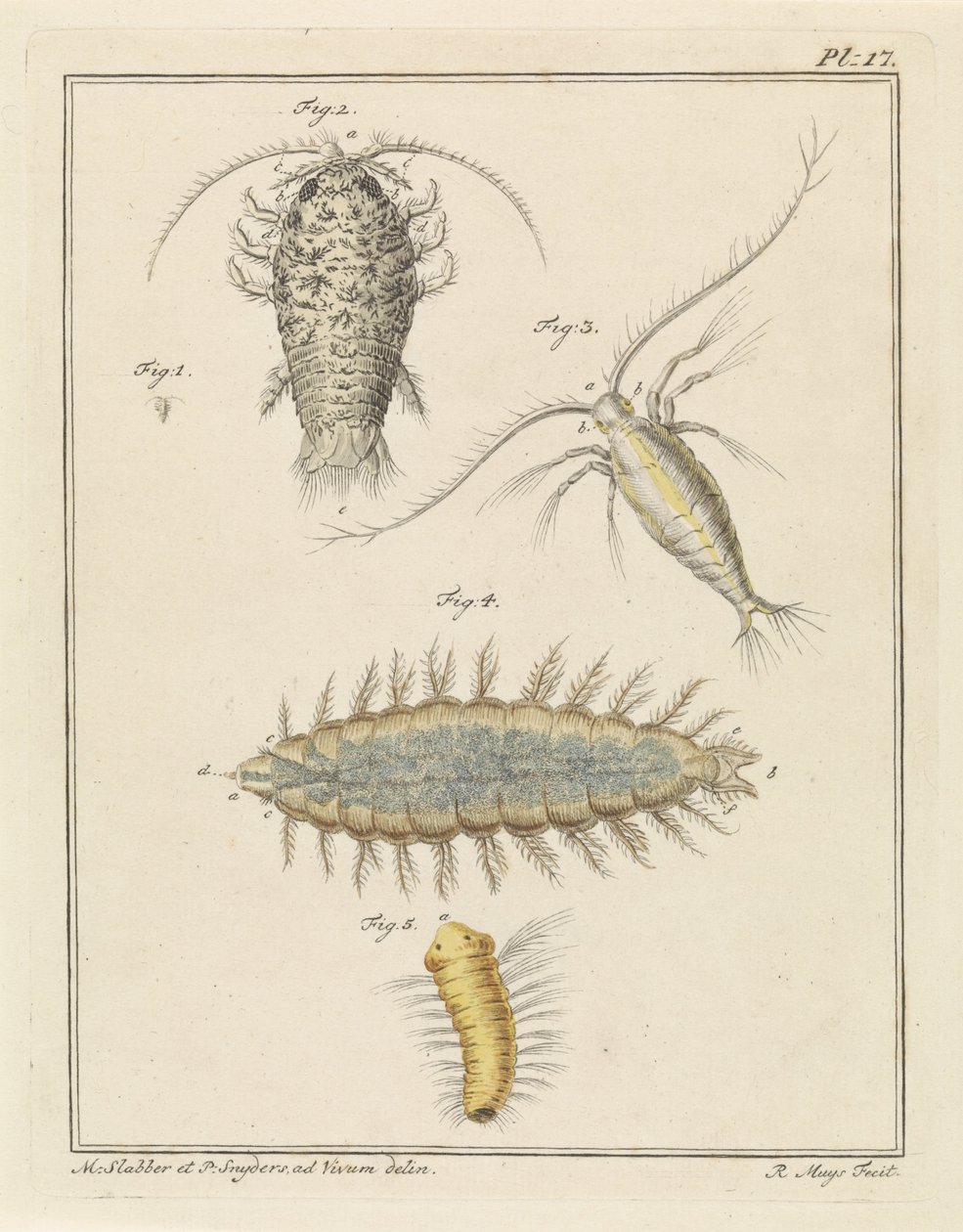 Agaatpissebed, copepode en borstelworm door Robbert Muys