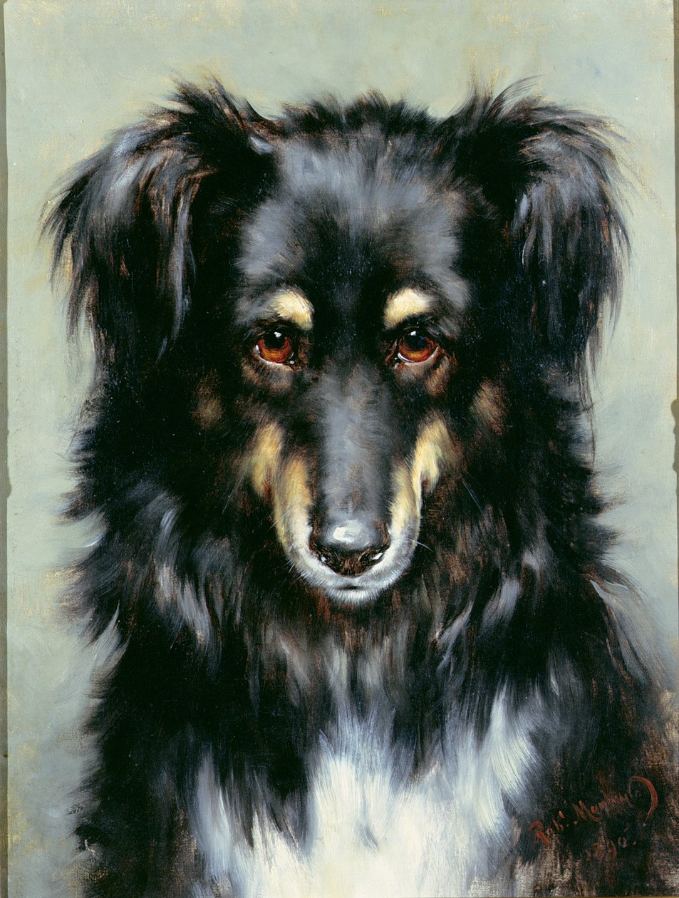 Een Zwart en Tan Collie, 1890 door Robert Morley