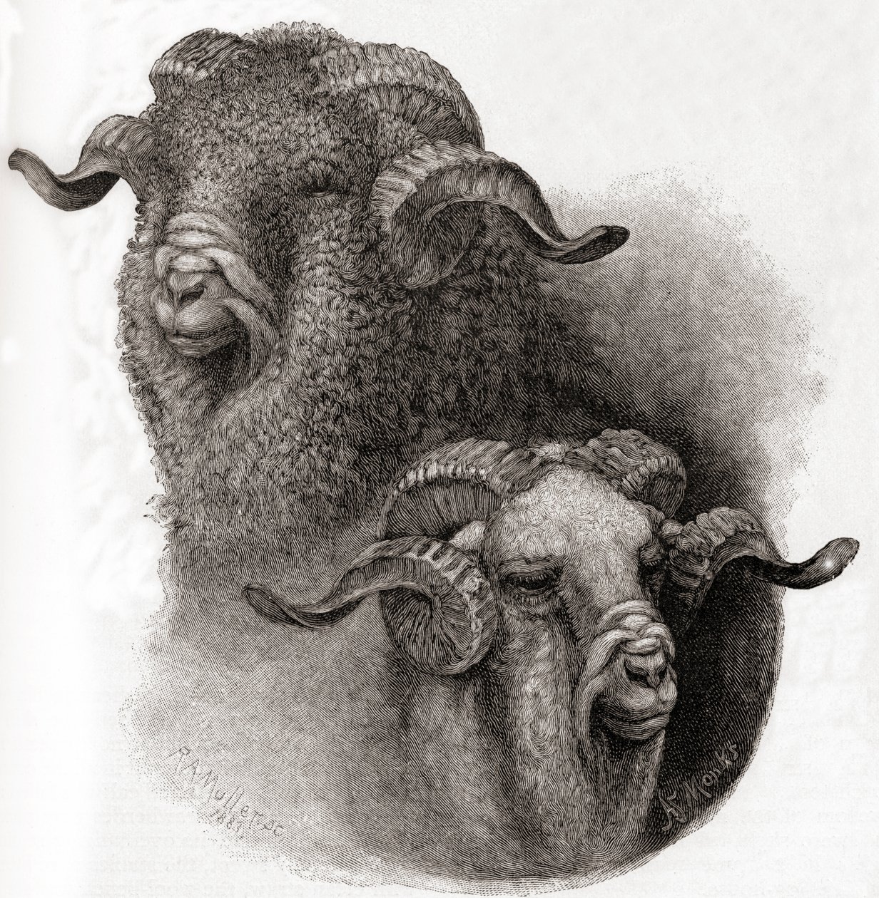 Hoofd van Merino ram vergeleken voor en na het scheren, uit The Century Illustrated Monthly Magazine, gepubliceerd 1884 door Robert Antoine Muller