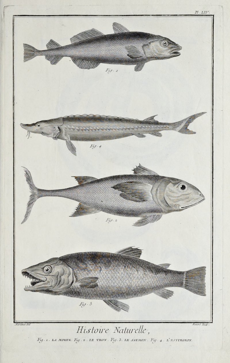 Kabeljauw, tonijn, zalm en steur, illustratie uit 