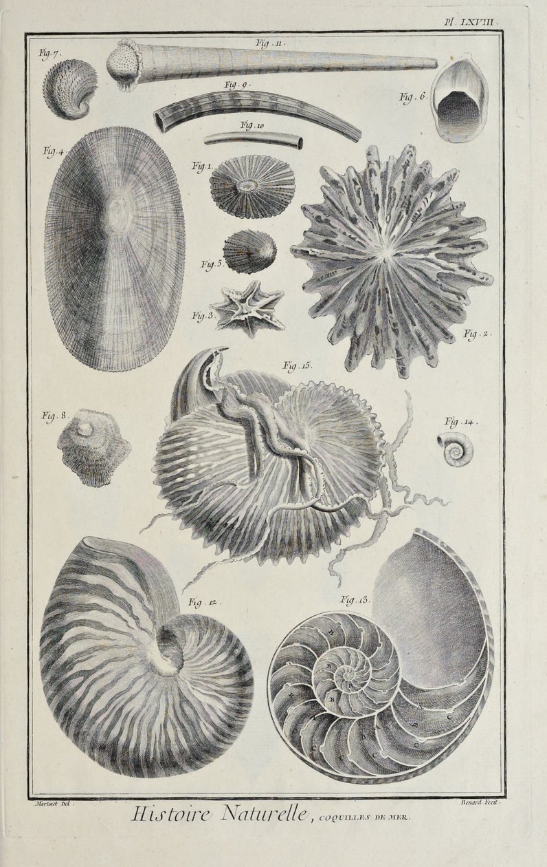 Zeeschelpen, illustratie uit 