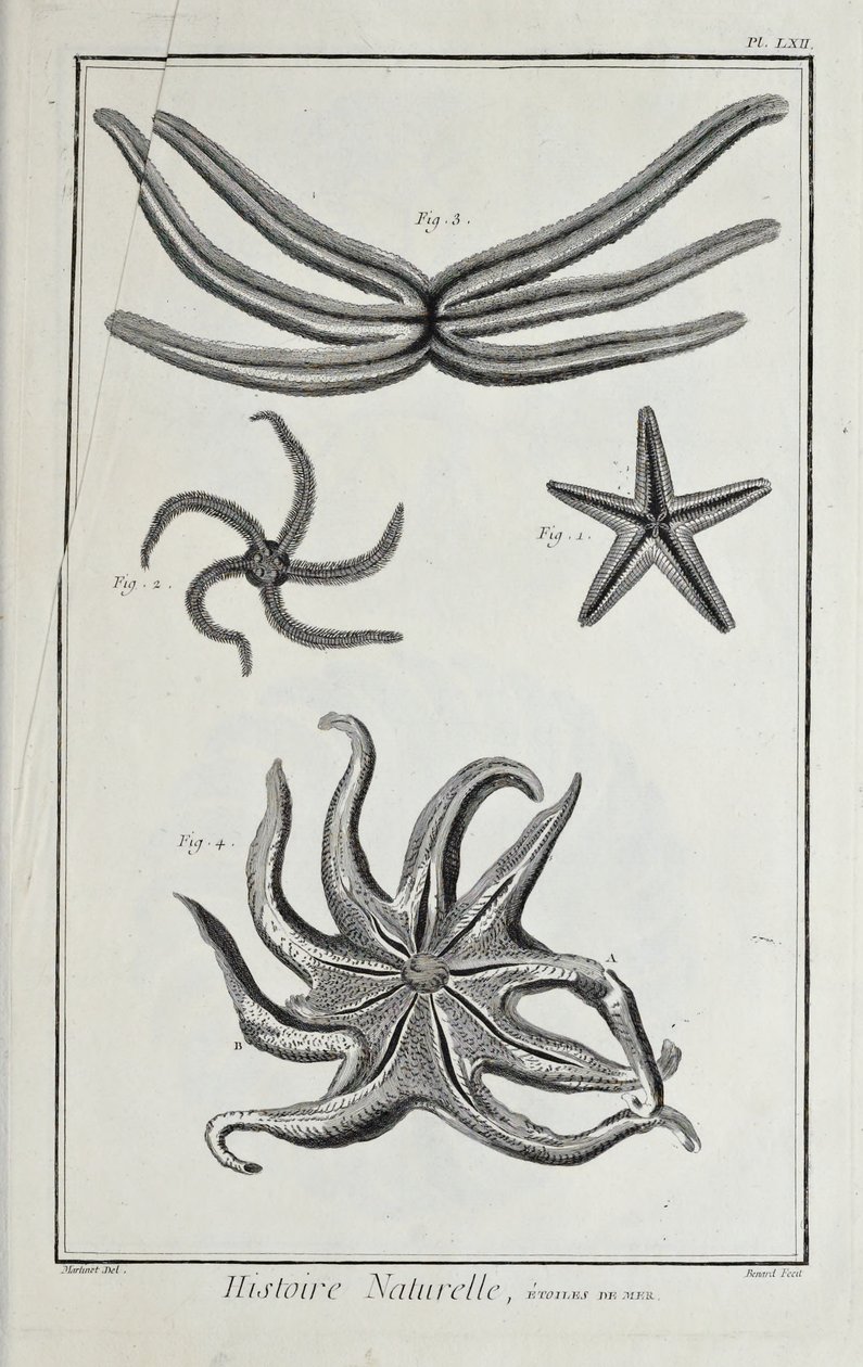 Zee sterren, illustratie uit 