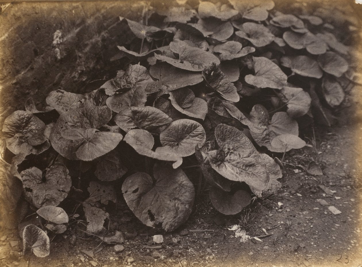 Plantenstudie,jaren 1860 (foto) door Robert Burrows