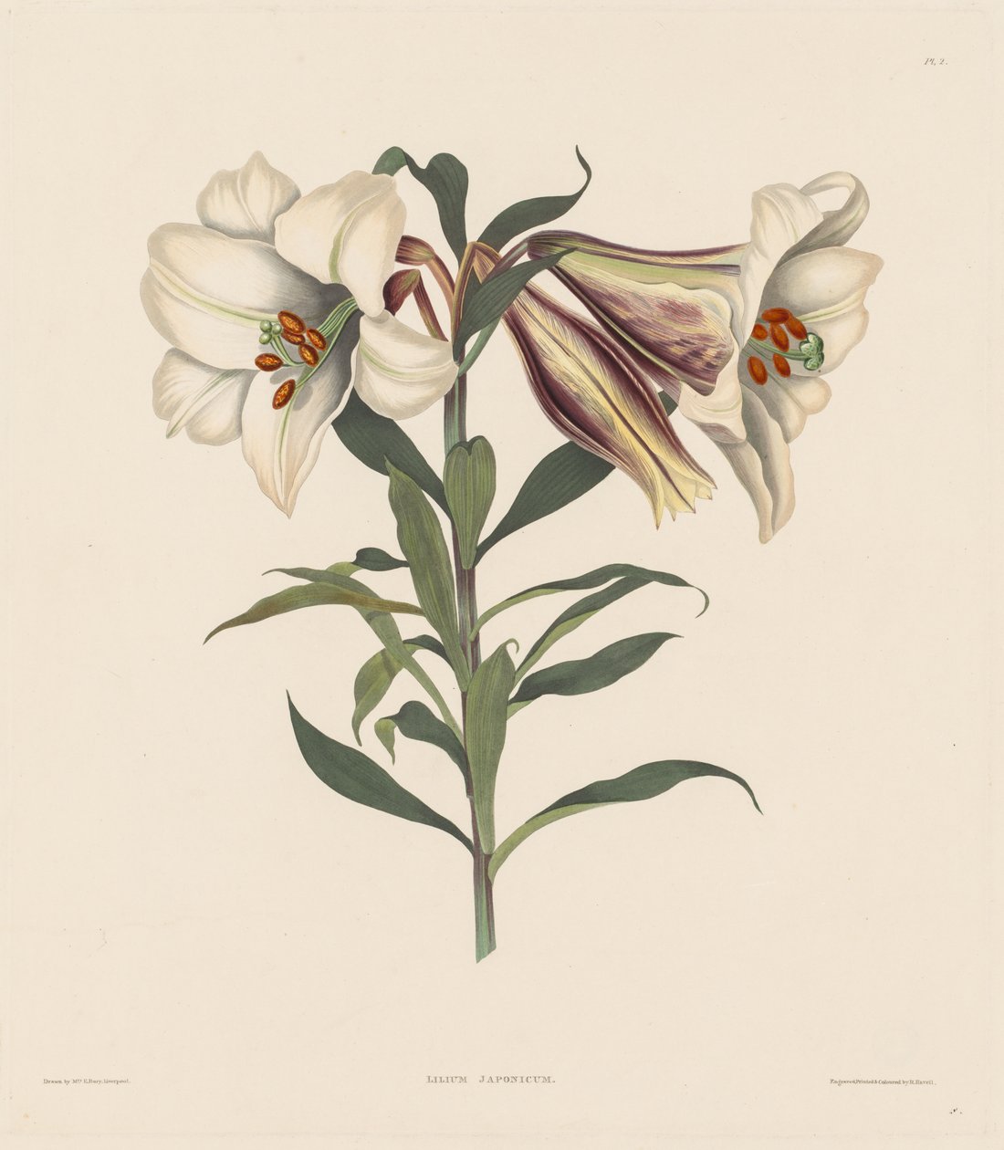 Een Selectie van Hexandrische Planten, behorend tot de natuurlijke orde van Amaryllidae en Liliaceae: Japanse Lelie door Robert Havell