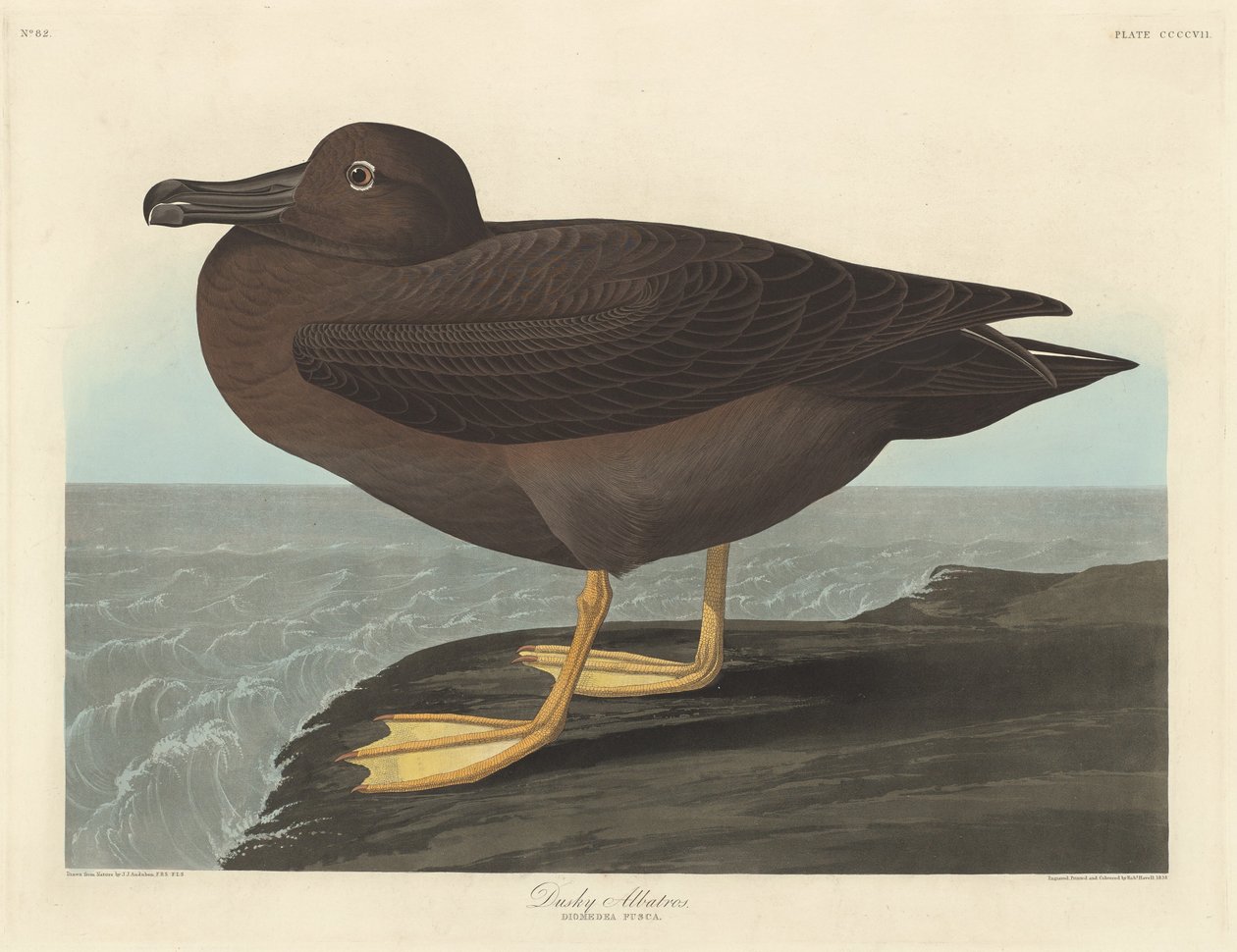 Donkere albatros, 1838 door Robert Havell