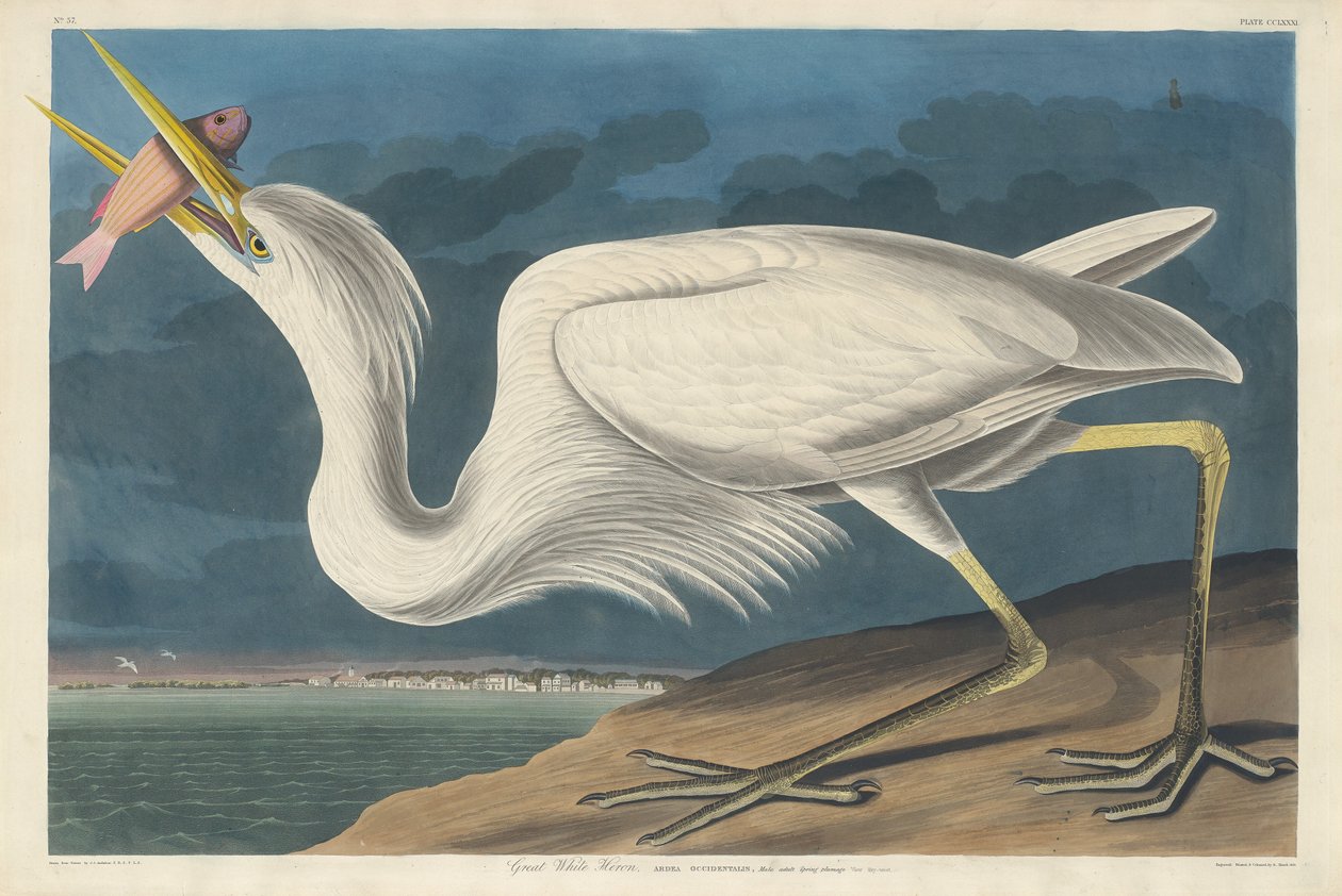 Grote witte reiger door Robert Havell