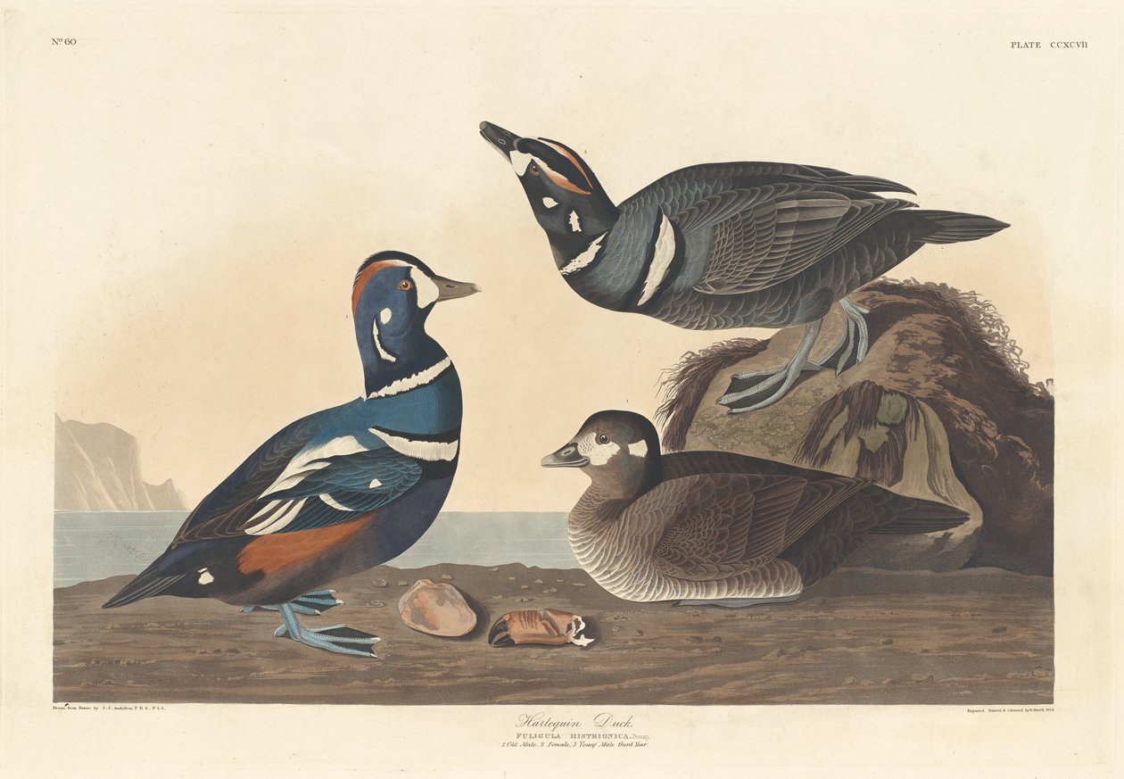 Harlekijneend door Robert Havell