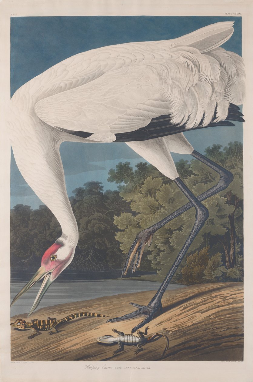 Hooping Kraanvogel, 1834 door Robert Havell