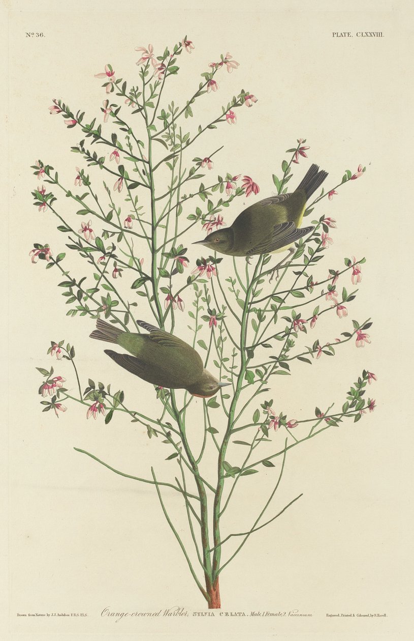 Oranjekroontje, 1833 door Robert Havell