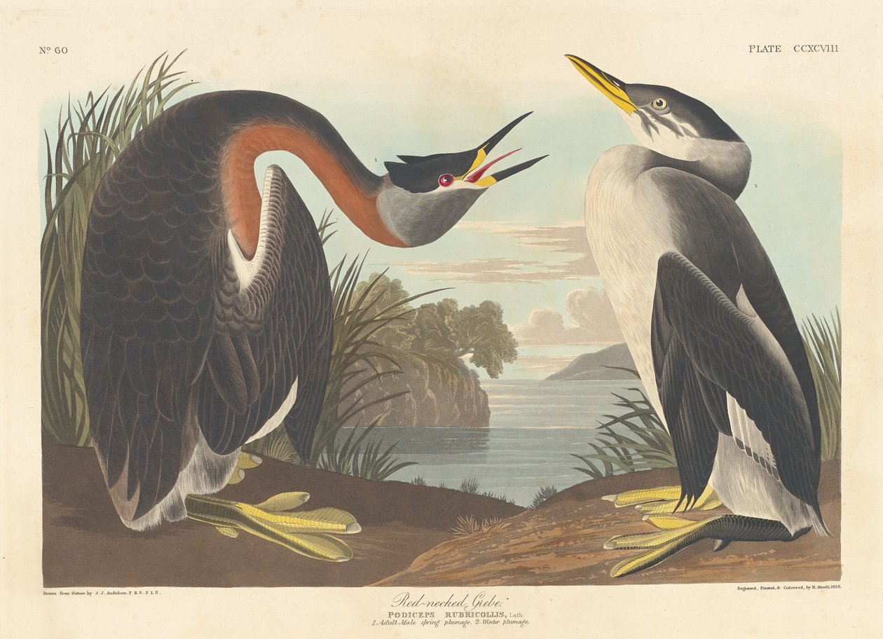 Roodhalsfuut, 1836 door Robert Havell