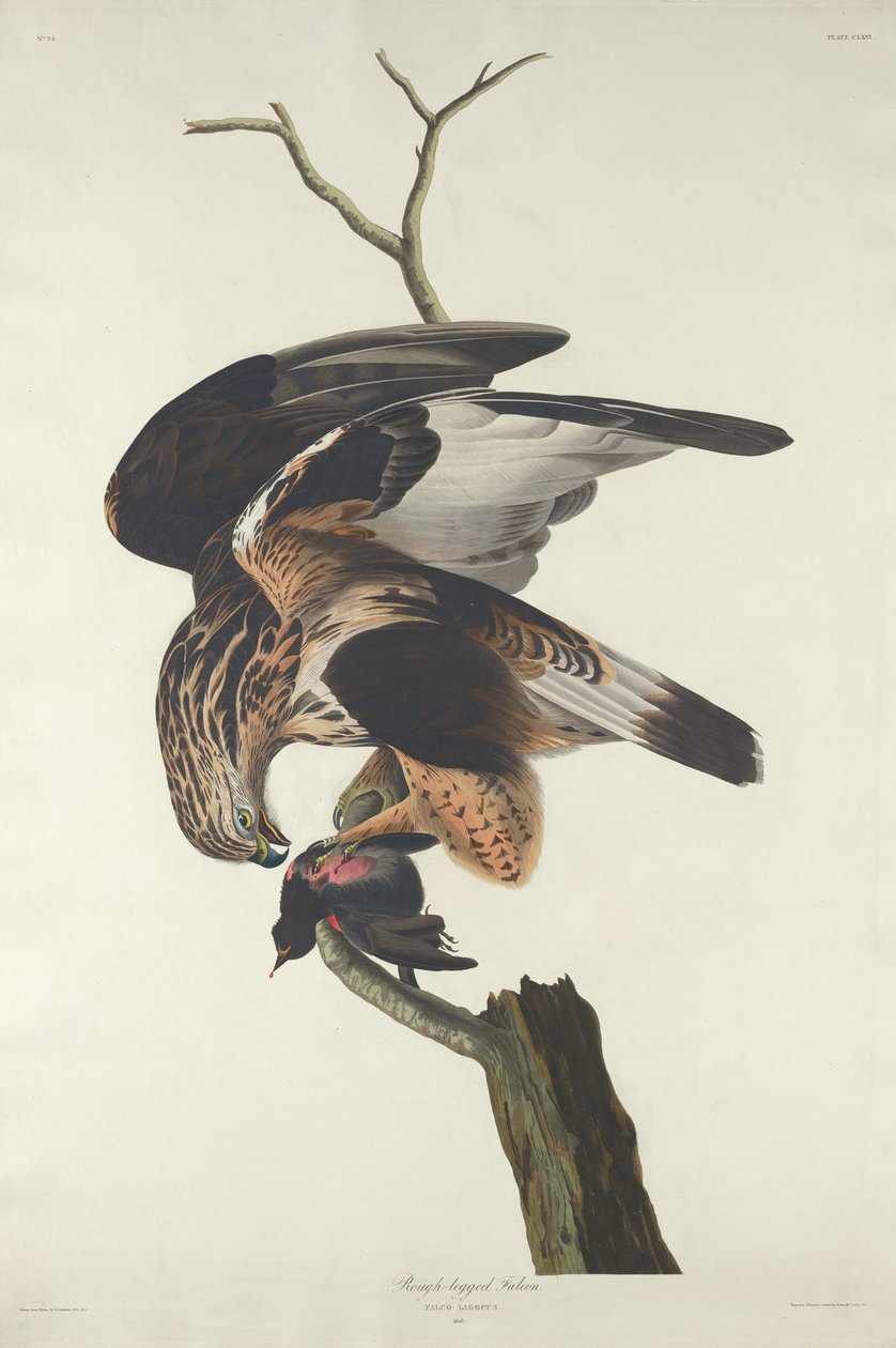 Ruigpootbuizerd, 1833 door Robert Havell