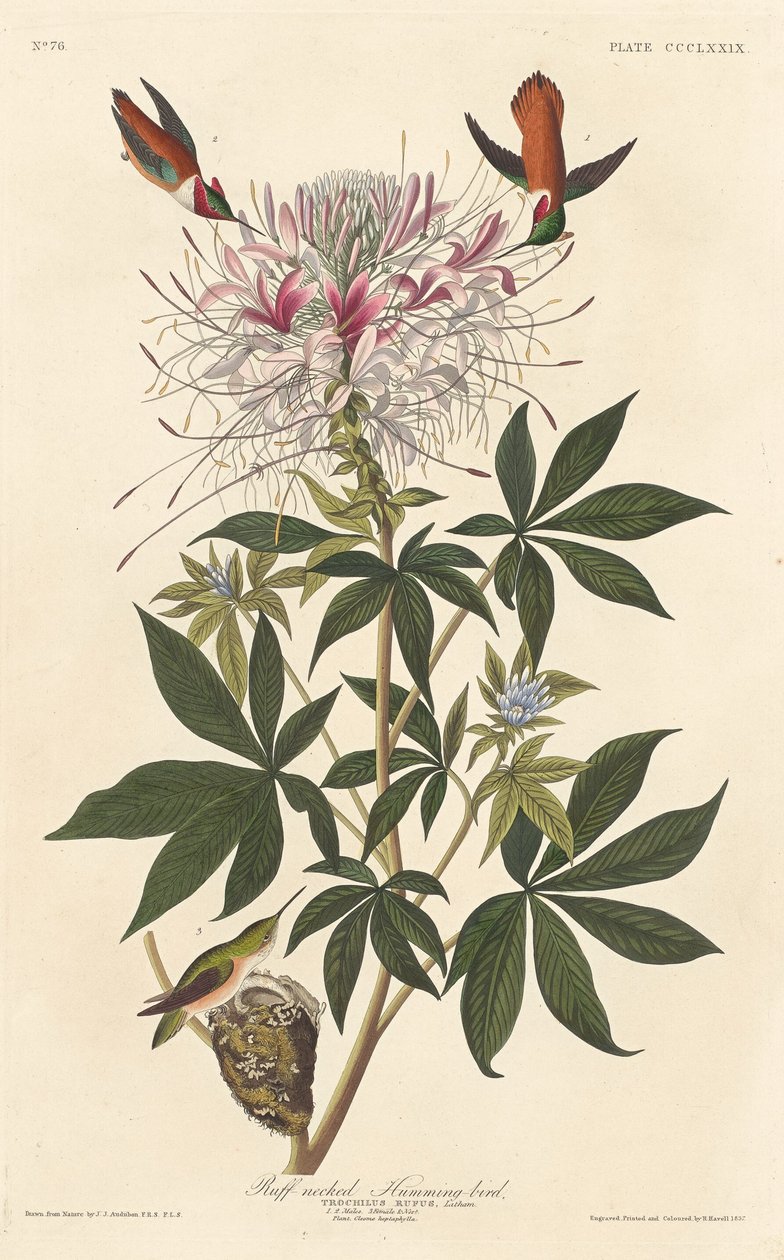 Ruff-necked kolibrie door Robert Havell