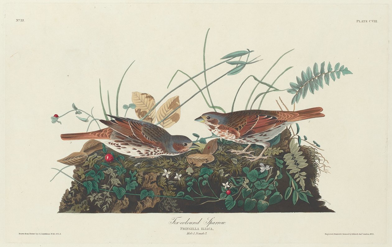 Tweekleurige mus, 1831 door Robert Havell