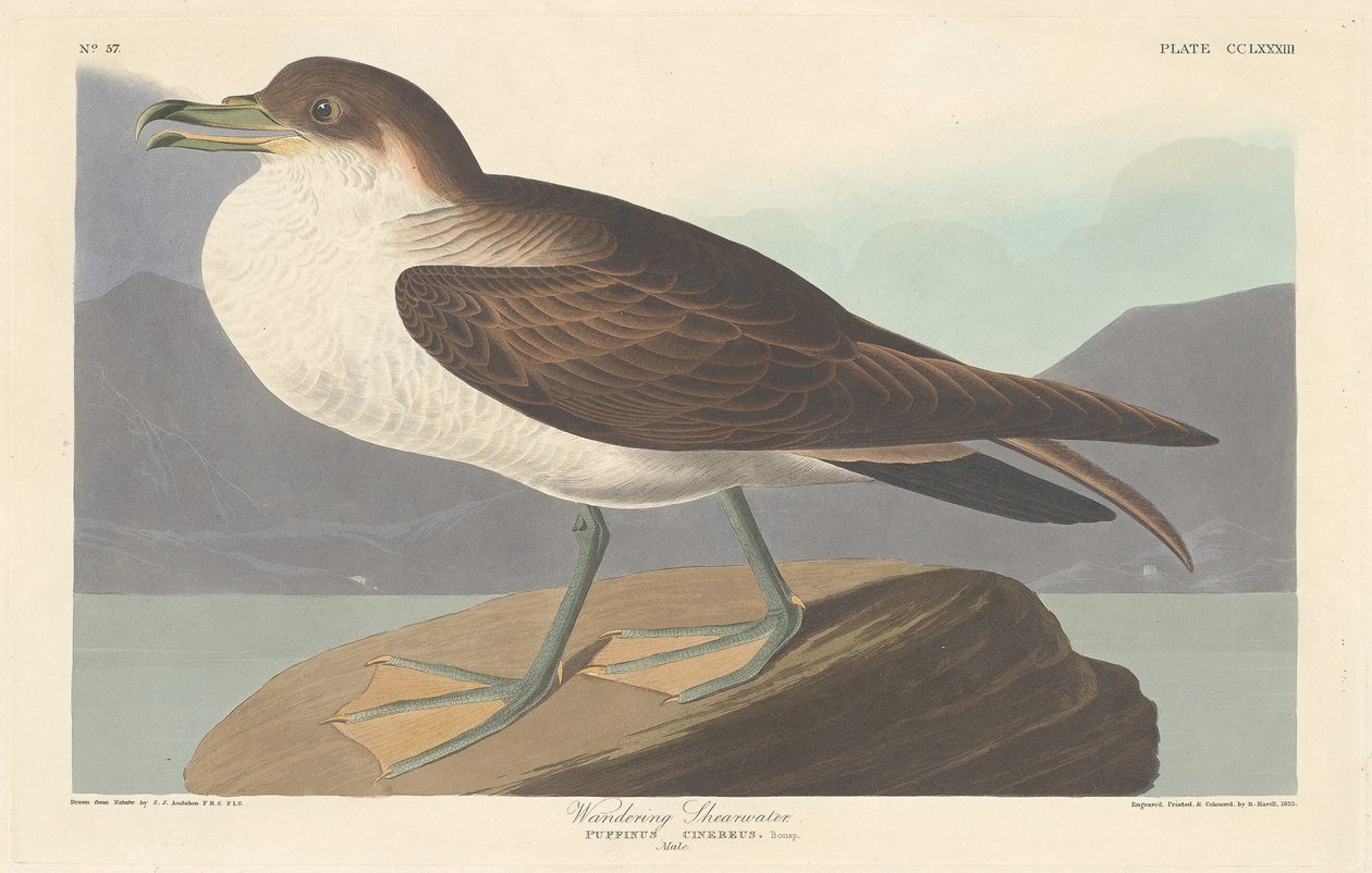 Zwerfstormvogel, 1835 door Robert Havell