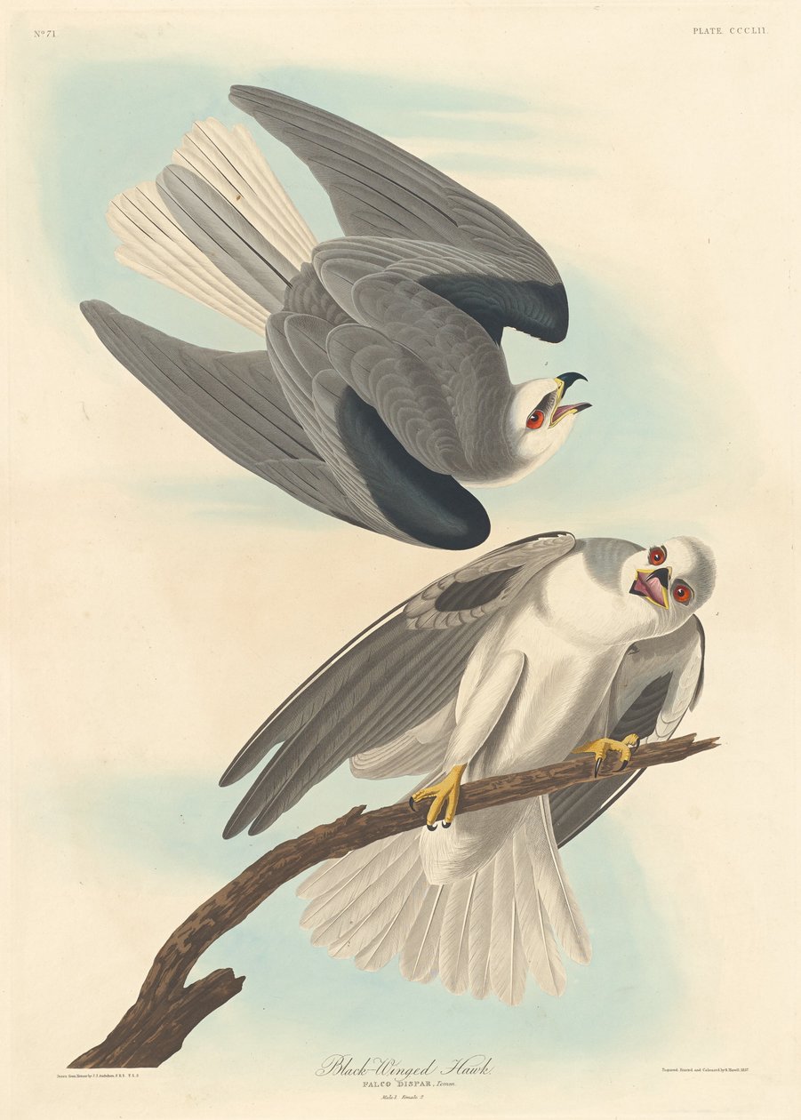 Zwartgevleugelde Havik door Robert Havell after John James Audubon