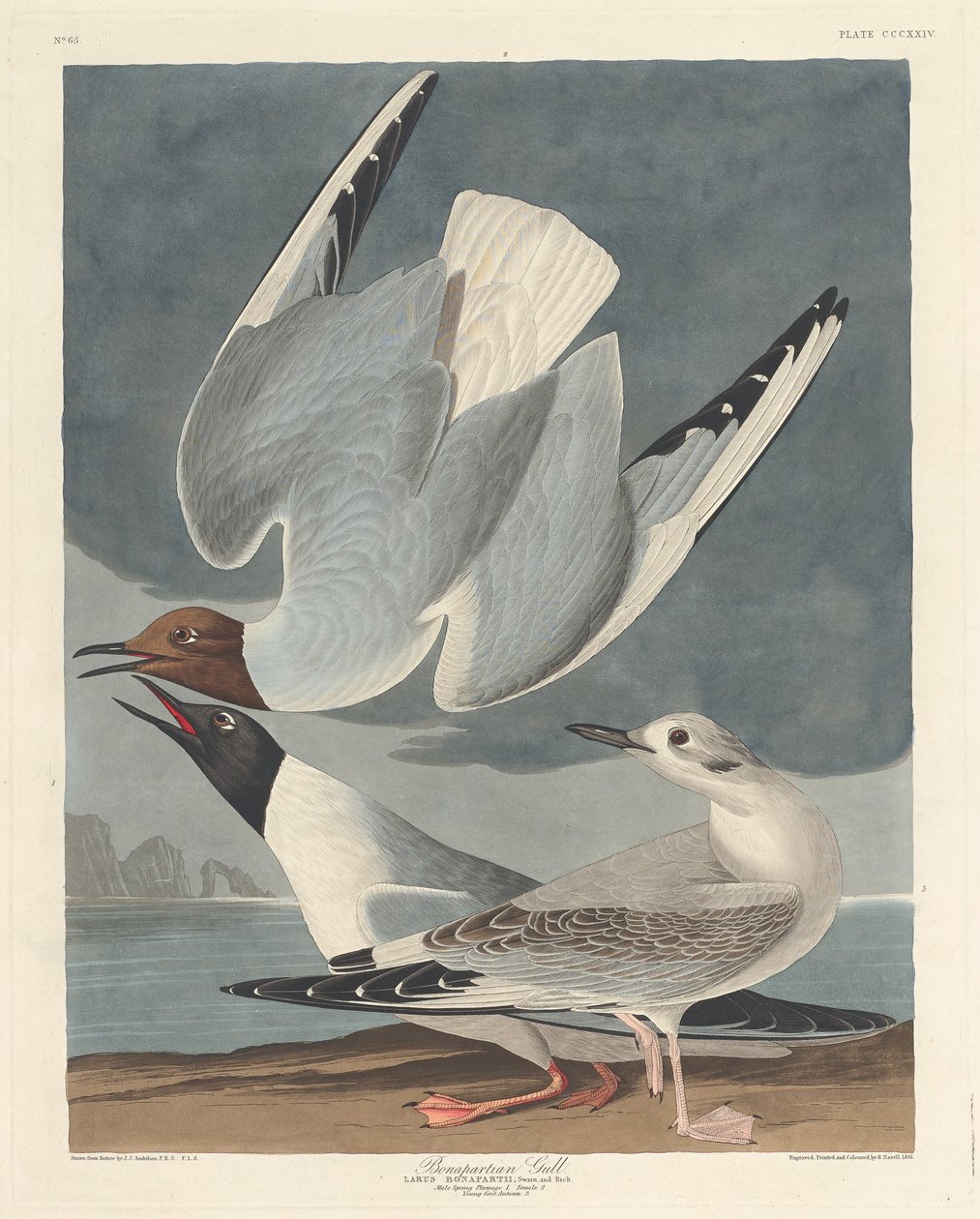 Bonapartische Meeuw door Robert Havell after John James Audubon