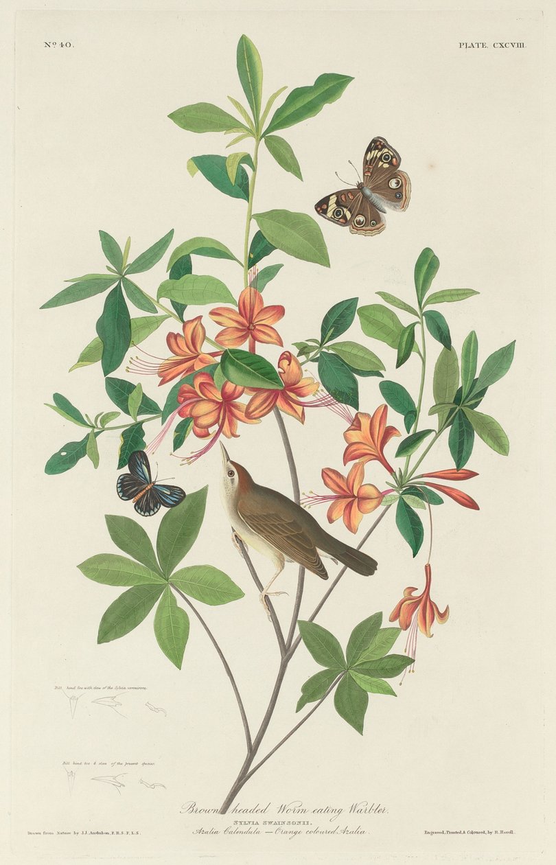 Bruinkop Wormetende Zanger door Robert Havell after John James Audubon