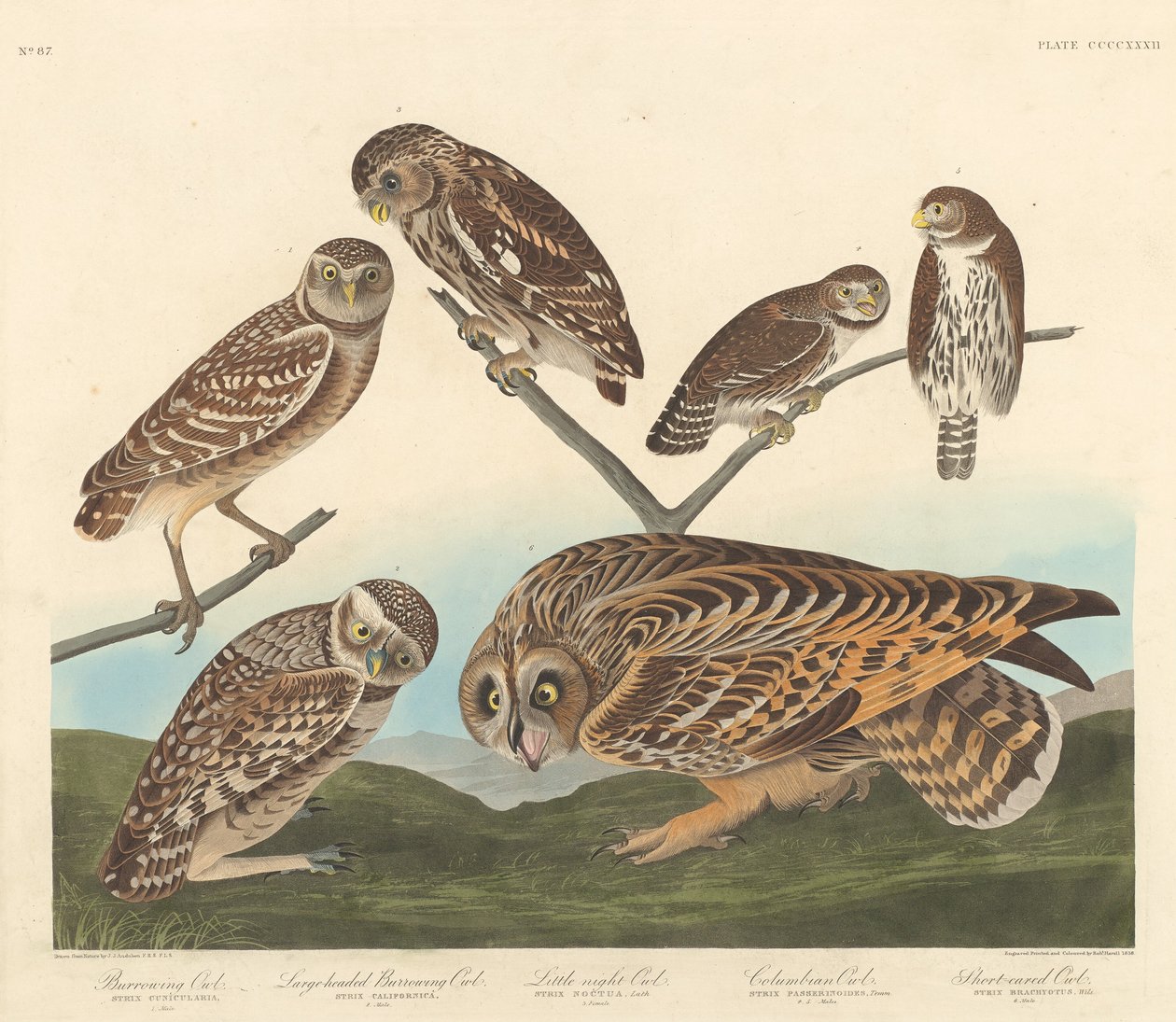 Holenuil, Grootkoppige Holenuil en Kleine Nachtuil door Robert Havell after John James Audubon